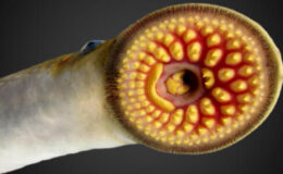 Great Lakes Balıkçılık Komisyonu tarafından vurgulanan GLSC SEA LACHREY Science