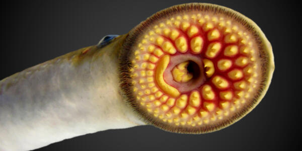 Great Lakes Balıkçılık Komisyonu tarafından vurgulanan GLSC SEA LACHREY Science