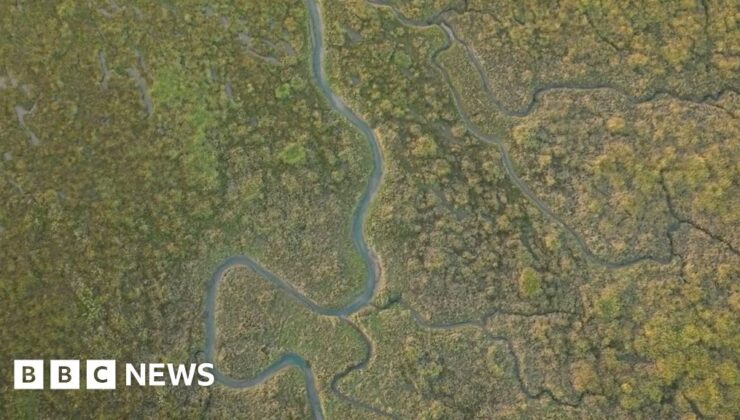 İklim değişikliğiyle başa çıkmak için İngiltere’nin çamurlu Saltmarshes, rapor buluyor