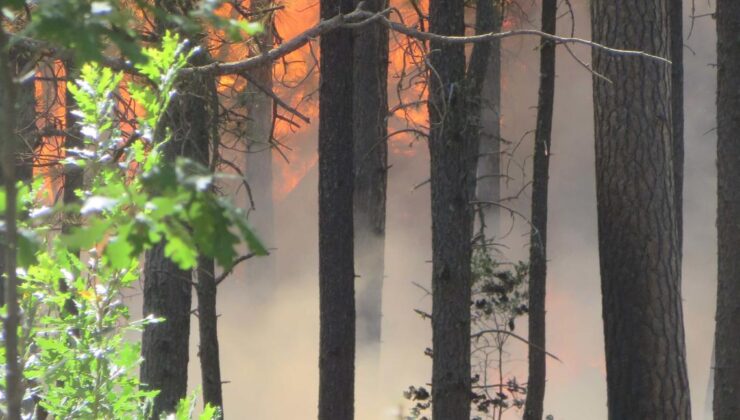 Wildfire Management Beyaz Yangını Önleme ve Ponderosa Çam Yeniden Yeniden Çarpma