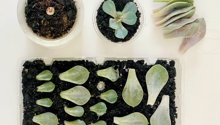Succulents nasıl yayılır