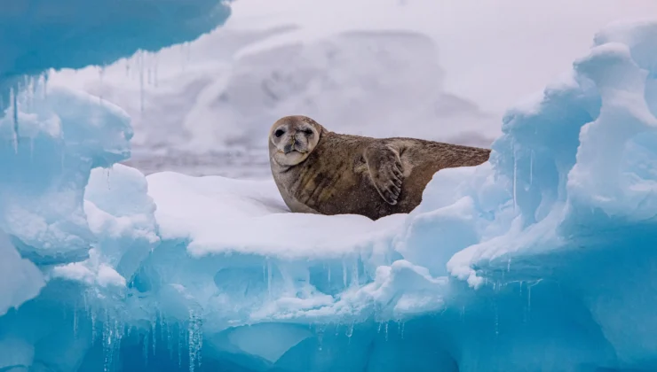 Ice bucket list: spotting wildlife in the Antarctic