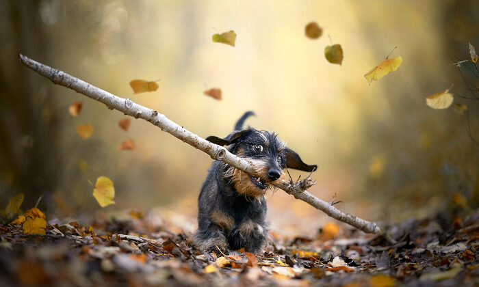 Toplumu Eleştiri Açık havada büyük