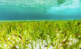 Gözden kaçan bir iklim müttefiki dertte