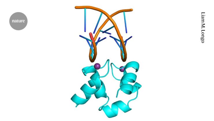 Nadir ‘çok yönlü’ protein, elinlik kurallarını kırar