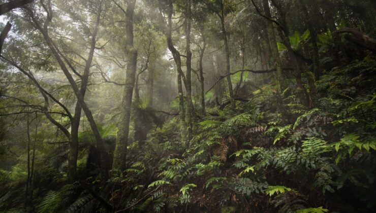 Halk Parkı: Avustralya’daki aktivistler bir milli park oluşturuyor… Hükümet onayı ya da değil