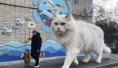 Sanatçı Andrey Shcherbak, fotoğraf yolculuğuna kentsel ve kırsal manzaralarda büyük kedilerle devam ediyor