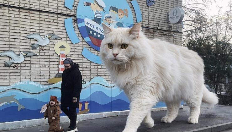 Sanatçı Andrey Shcherbak, fotoğraf yolculuğuna kentsel ve kırsal manzaralarda büyük kedilerle devam ediyor