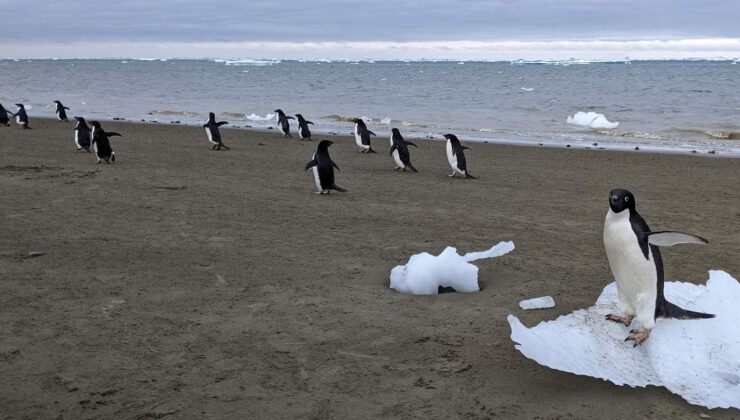 Penguen Poop, Antarktika bulut oluşumuna bir destek verir