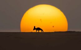 Sıkı Bir Gezgin Olarak Kafka (Mıntıka Temizliği – 3)