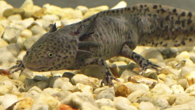 Haber Spot Işığı: Çalışma Şamandıraları Nadir Axolotls için Umut