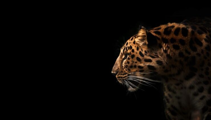 Leopar noktaları ve protein nanoklüzleri: Desen kuralları kas distrofi tedavisini nasıl ilerletebilir