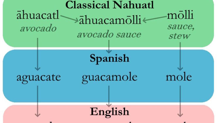 ‘Guacamole’ nasıl ‘avokado’ ve ‘köstebek’ ile ilişkilidir