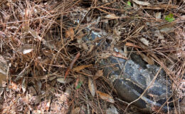 Florida Bobcat, Everglades’teki 13 metrelik Burma Python’un kafasını ısırıyor