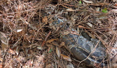 Florida Bobcat, Everglades’teki 13 metrelik Burma Python’un kafasını ısırıyor