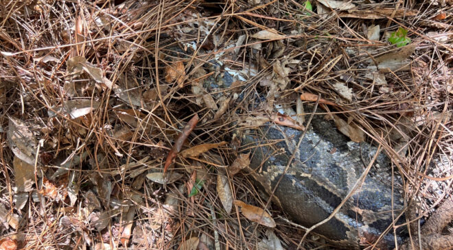 Florida Bobcat, Everglades’teki 13 metrelik Burma Python’un kafasını ısırıyor