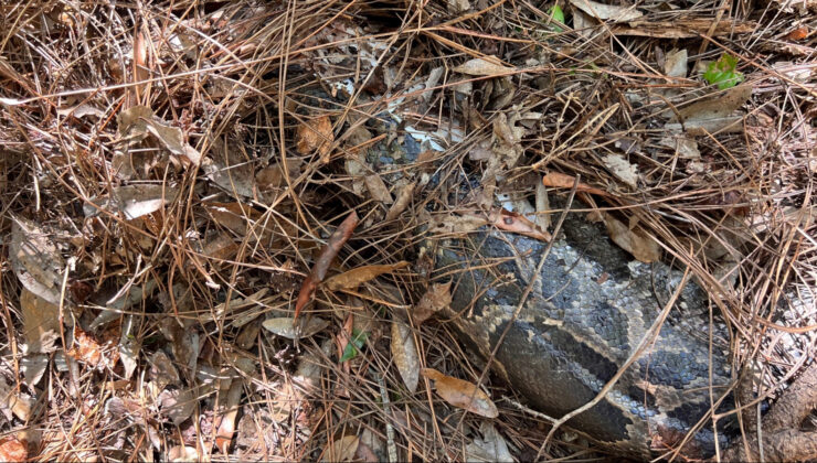 Florida Bobcat, Everglades’teki 13 metrelik Burma Python’un kafasını ısırıyor