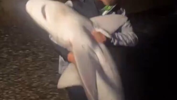 Antalya Sahilinde Viral Olan Köpekbalığı: Sosyal Medyada Güldüren Yorumlar