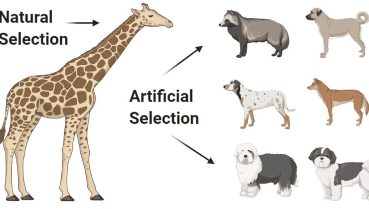 Yapay seçim – insanlar genetik olarak istediklerini aldığında