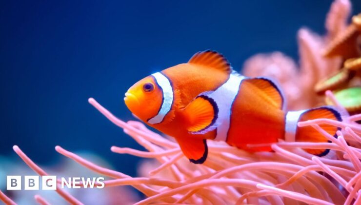 ‘Shringing Nemo’: Okyanus sıcağında daha küçük palyaço balığı ses alarmı