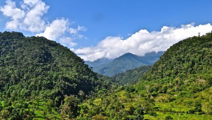 Covid-19’un doğa ile ne ilgisi var? Bu 5 makale açıklıyor