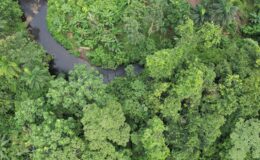 Gezegenimizi iyileştirin: İklim için Doğayı Korumak