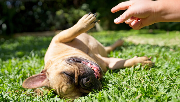 Neden bazı hayvanlar ölüyor? (İpucu: Sadece yırtıcılardan kaçınmak değil)