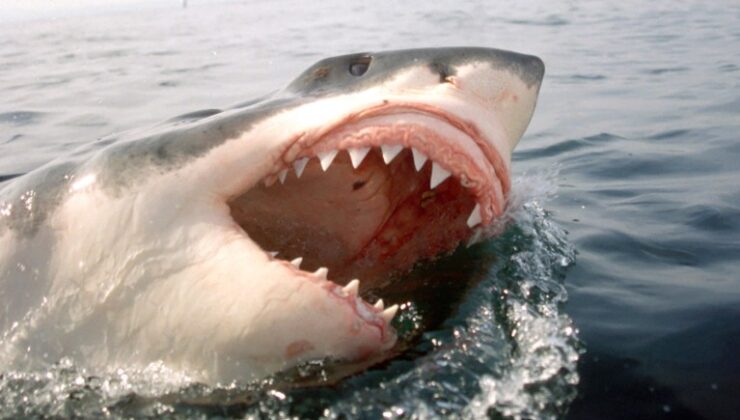 Mutlu Yıllar  Jaws ! Film köpekbalığı bilimini nasıl değiştirdi