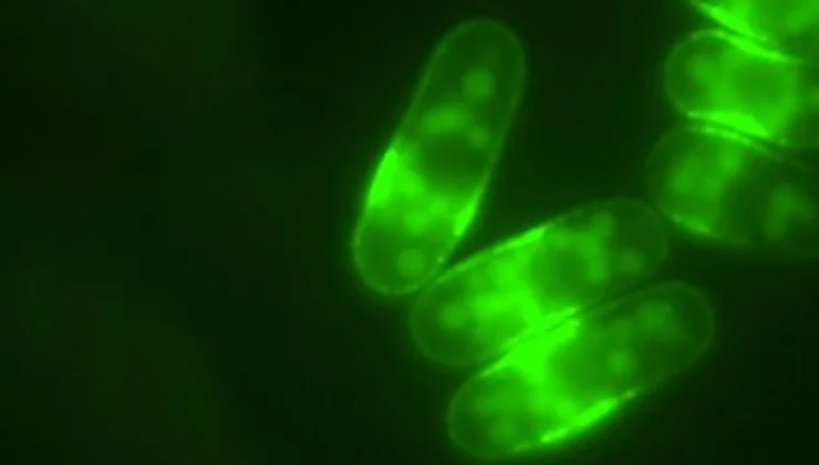 Bilim adamları sabah kahvenizin eski bir uzun ömürlü anahtarı çevirdiğini ortaya koyuyor