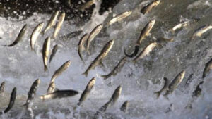 Uçan balıklardan görsel şölen -