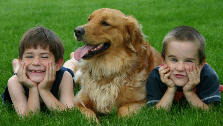 Köpekler gerçekten ne hisseder? Bilim, şaşırtıcı gerçekleri ortaya koydu
