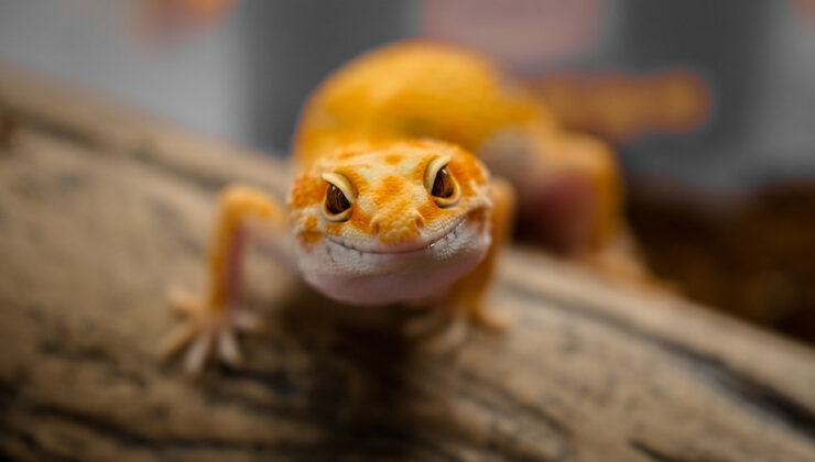 Greg için bir eulogy, Class Gecko