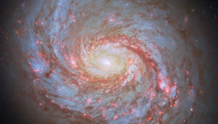 Hubble balinada bir kalamar bulur
