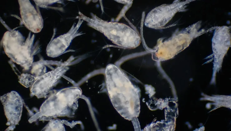 Küçük yaratıklar, büyük etki: Zooplankton nasıl yılda 65 milyon ton karbon mağazası