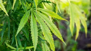 AKP'nin tıbbi kenevir teklifi nasıl hayata geçecek?  - BBC News Türkçe