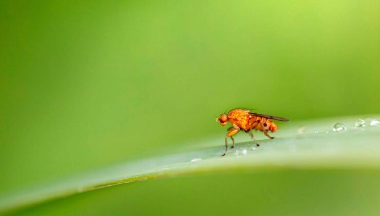 Araştırmacılar sinekleri kokain bağımlısı yapmak için genetiklerini değiştirdi