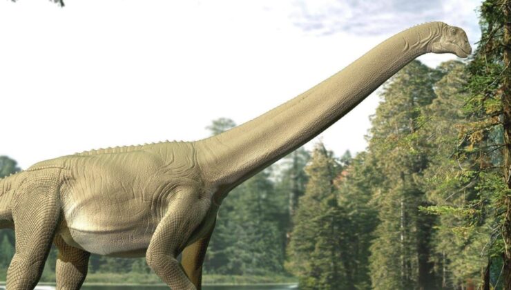 Uzun boyunlu dinozorların nasıl beslendiğine dair ilk doğrudan kanıt bulundu