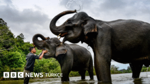 Depremleri önceden hisseden hayvanlar - BBC News Türkçe