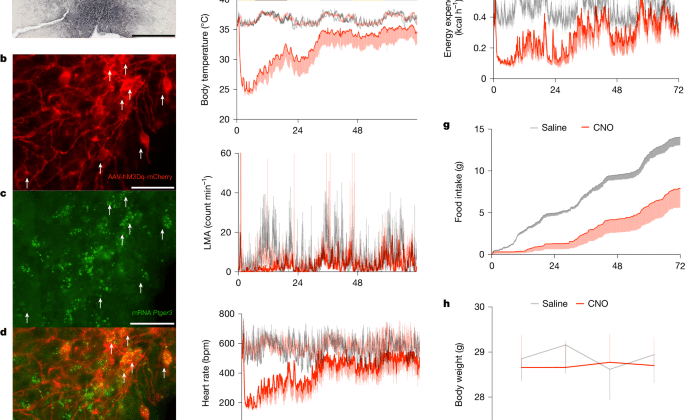 Preoptik EP3R nöronları ateş ve torpor için iki yönlü bir anahtar oluşturur