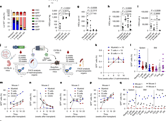 Postnatal kaçakçılık tarafından sağlanan in vivo hemopoietik kök hücre gen terapisi