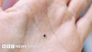Yaz: Kene ısırığı neden tehlikeli, nasıl korunabiliriz?   - BBC News Türkçe