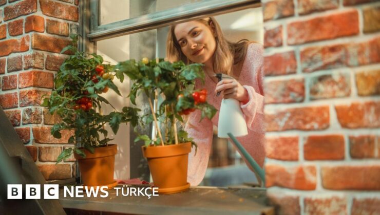 Evde yetiştirilecek en iyi sebze meyveler hangileri? – BBC News Türkçe