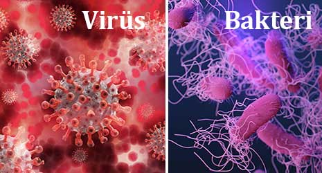 Bakteri ve Virüs Arasındaki Farklar