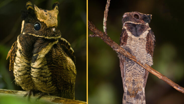Harika Kulaklı Nightjar: Yumurtalarını yere bırakan ‘Bebek Ejderha’ kuşu