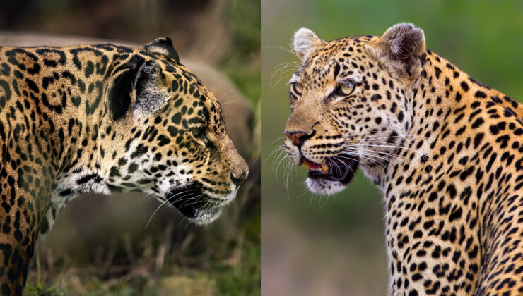 Bir leopar ve jaguar arasındaki fark nedir?