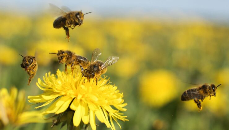 Bal arıları, elektrik hatlarından elektrikli kirlilikle karıştırılıyor