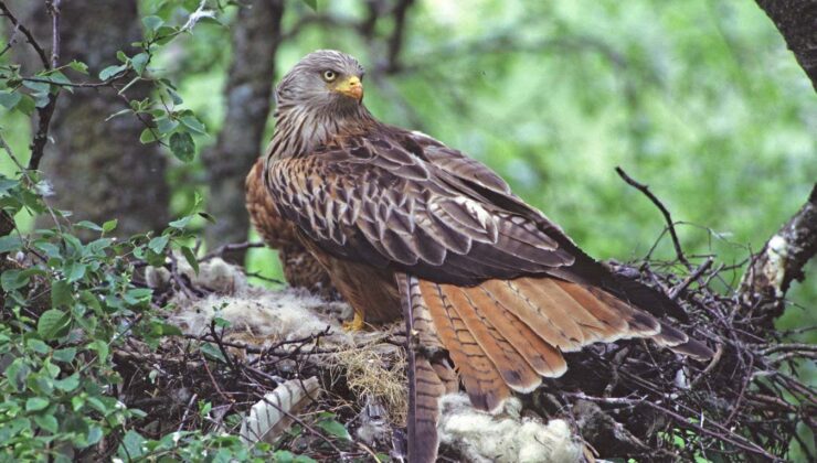 Kuşlar neden yuvalarını tuhaf ve doğal olmayan nesnelerle dekore ediyor?