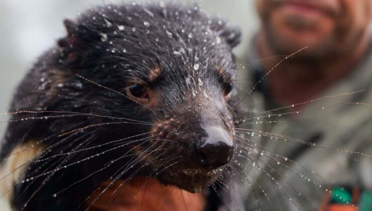 Flaş selleri, Avustralya hayvanları için hayati sığınakta süpürülüyor