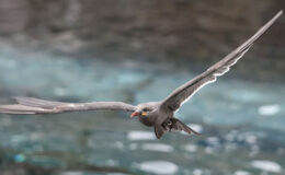 En İyi Yaban Hayatı Gözlem Ekipmanı 2025: Kuşlar, yarasalar, arılar ve aradaki her şey