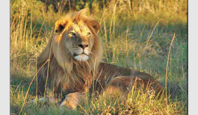 Afrika Safari – Güney Afrika’da bir macera.